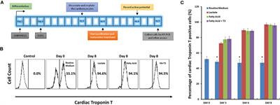 Culture in Glucose-Depleted Medium Supplemented with Fatty Acid and 3,3′,5-Triiodo-l-Thyronine Facilitates Purification and Maturation of Human Pluripotent Stem Cell-Derived Cardiomyocytes